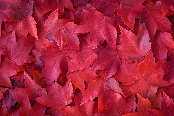 red maple leaf extract for sale